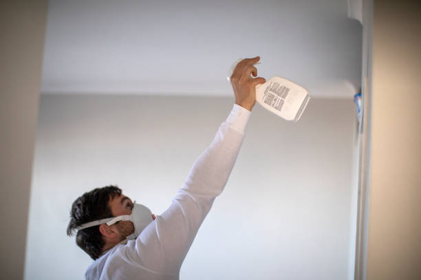 Best Mold Damage Repair  in Payson, AZ