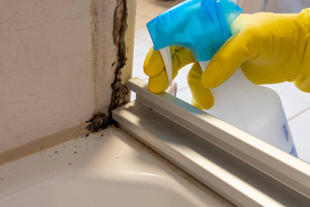 Best Mold Cleaning Services  in Payson, AZ