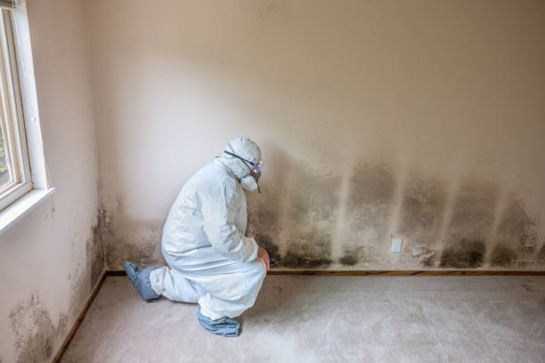 Mold Removal