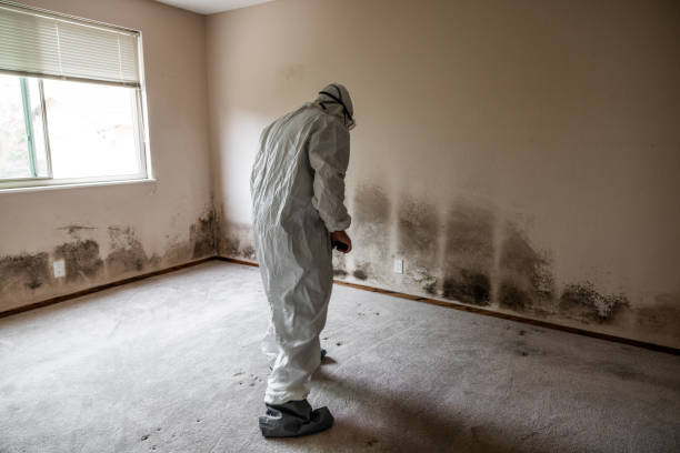 Best Attic Mold Removal  in Payson, AZ