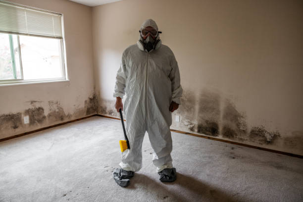 Attic Mold Removal in Payson, AZ