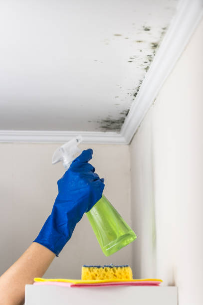 Certified Mold Removal in Payson, AZ